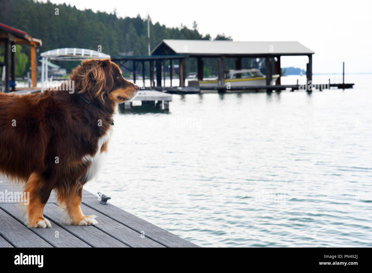 Husky - Border Collie dog debout sur un chien dominant le lac Flathead au Montana Banque D'Images