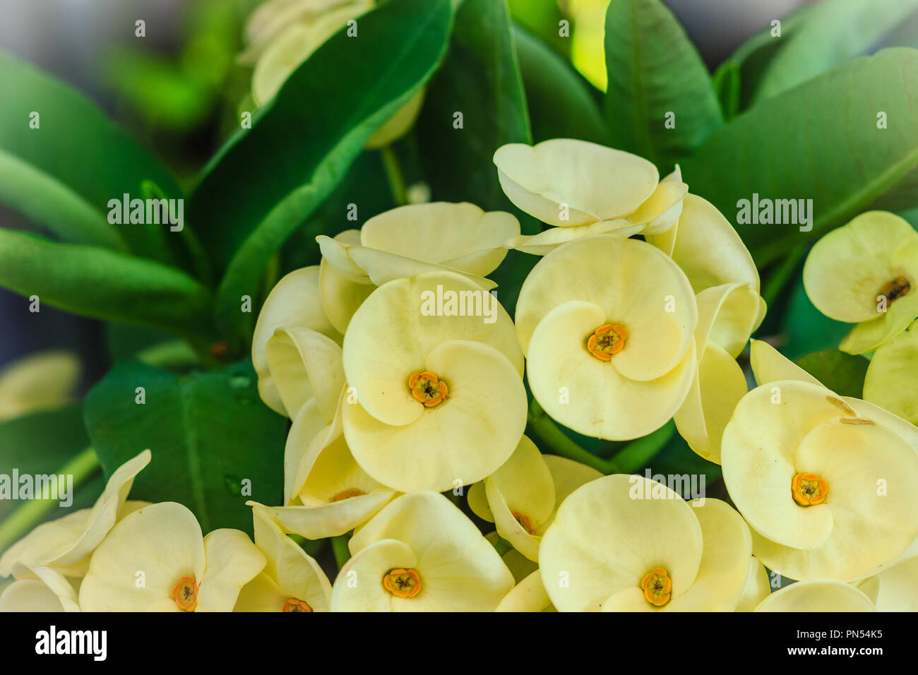 Belle Euphorbia milii hybride (couronne d'épines, le Christ, le Christ de l'usine thorn) fleur jaune en vente au marché de l'arbre. Euphorbia milii Desmo jaune Banque D'Images