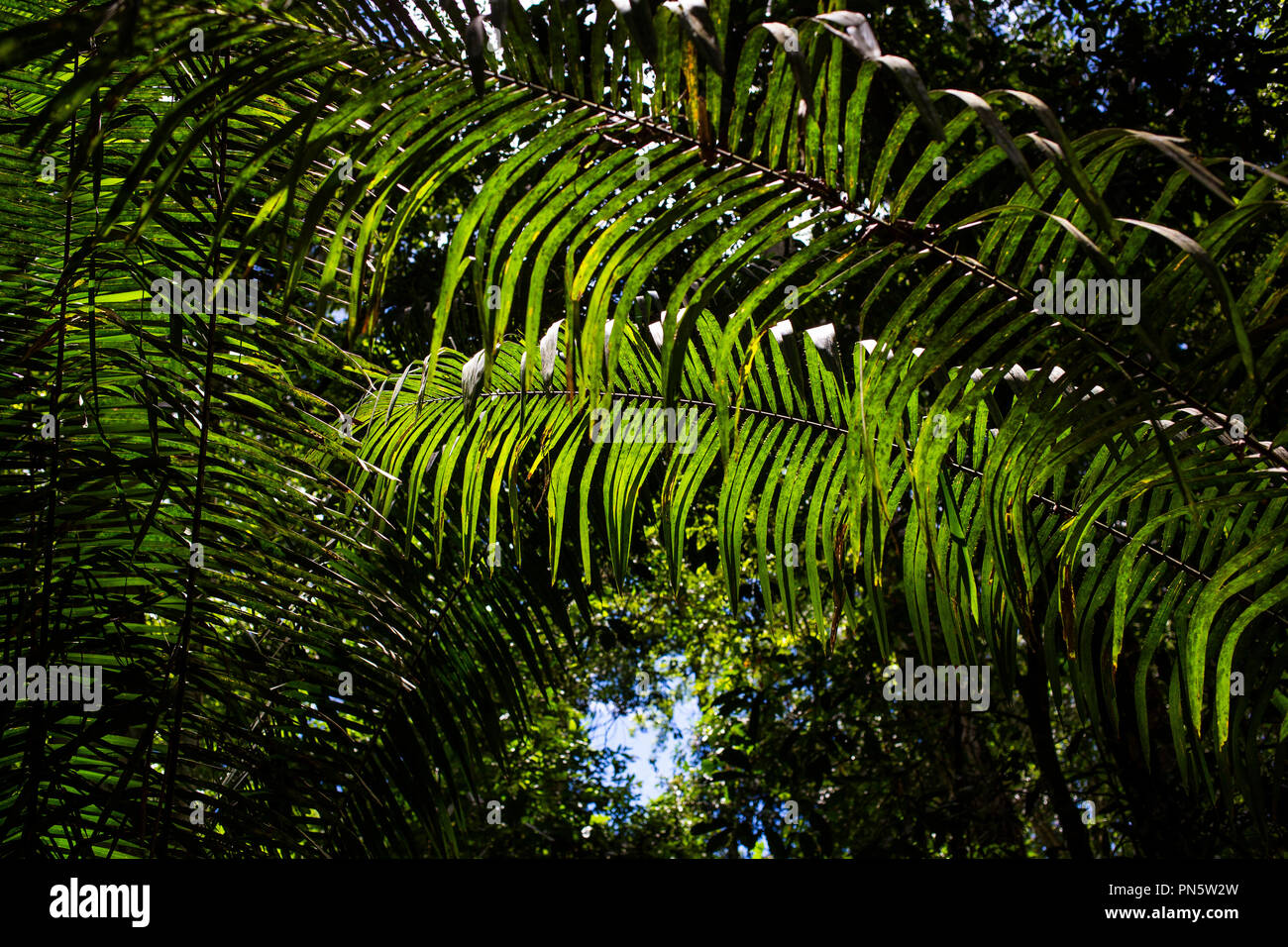 Farnblatt im Regenwald bei Puerto Maldonado, rio Madre de Dios, Pérou Banque D'Images