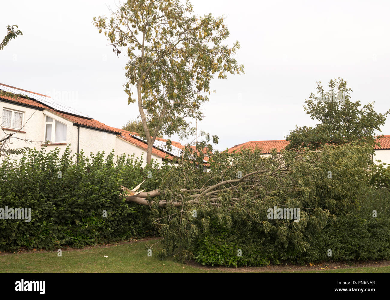 Washington, au Royaume-Uni. Septembre 20 2018. Météo France : arbre abattu par la tempête Ali manquant heureusement maisons adjacentes à Fatfield Washington. (C) l'imagerie de Washington/Alamy Live News Banque D'Images