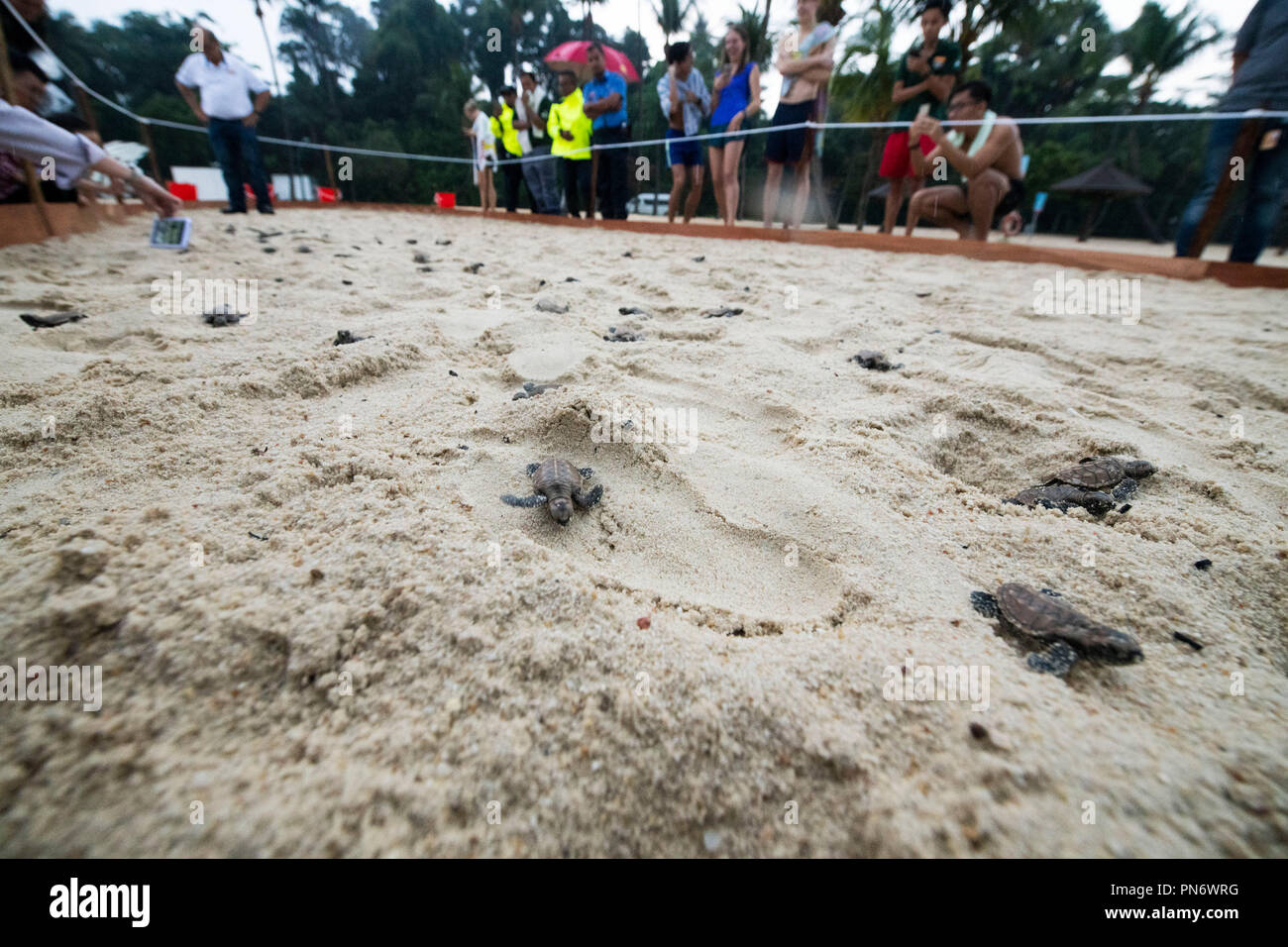 Singapour. Sep 20, 2018. Un embrayage de carapaces de tortues des tortues de mer se précipitent vers la mer sur la plage de l'île de Sentosa de Singapour sur le 19 septembre, 2018. Credit : Puis Chih Wey) (rh/Xinhua/Alamy Live News Banque D'Images