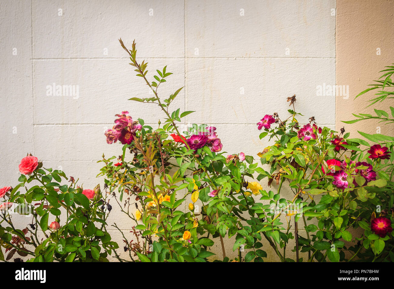 Des Fleurs Rose Vintage Coloré Sur Larbre Avec Mur De