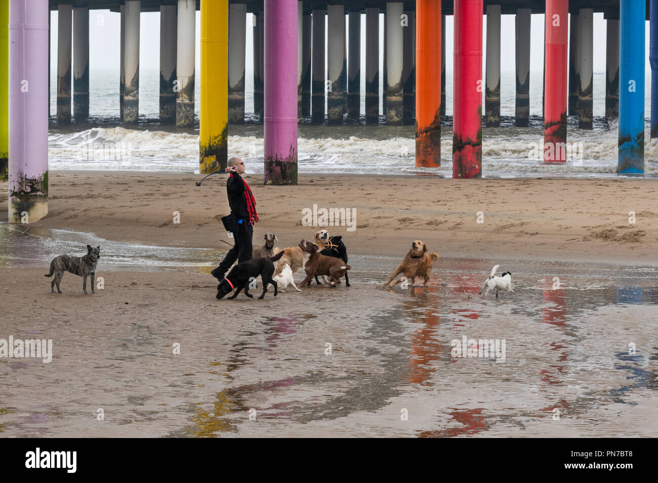 Scheveningen, à La Haye, Pays-Bas, 04 avril 2018 - Professional Dog, canine, formateur - Hundewanderer t Scheveningen Professioneller und Trainer Banque D'Images