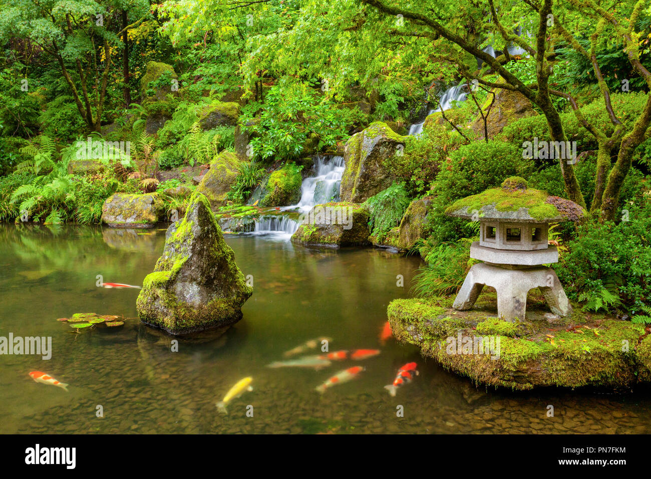 Jardin japonais de Portland l'étang avec des poissons koi carp Banque D'Images