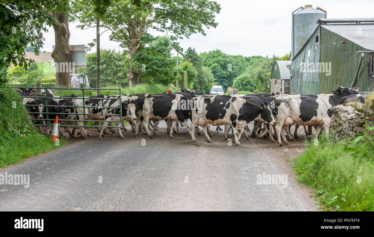 Agamartha, Cork, Irlande. 11 juillet, 2018. Un troupeau de bovins de race Frisonne traverser une route de campagne, sur le chemin du salon pour la traite du soir, à Agamartha Banque D'Images