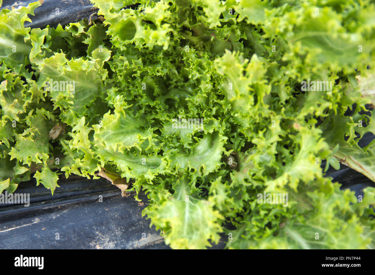 Close-up d'une endive dans le jardin avec un couvercle en plastique noir à la terre qui les entoure et de le protéger contre les mauvaises herbes Banque D'Images