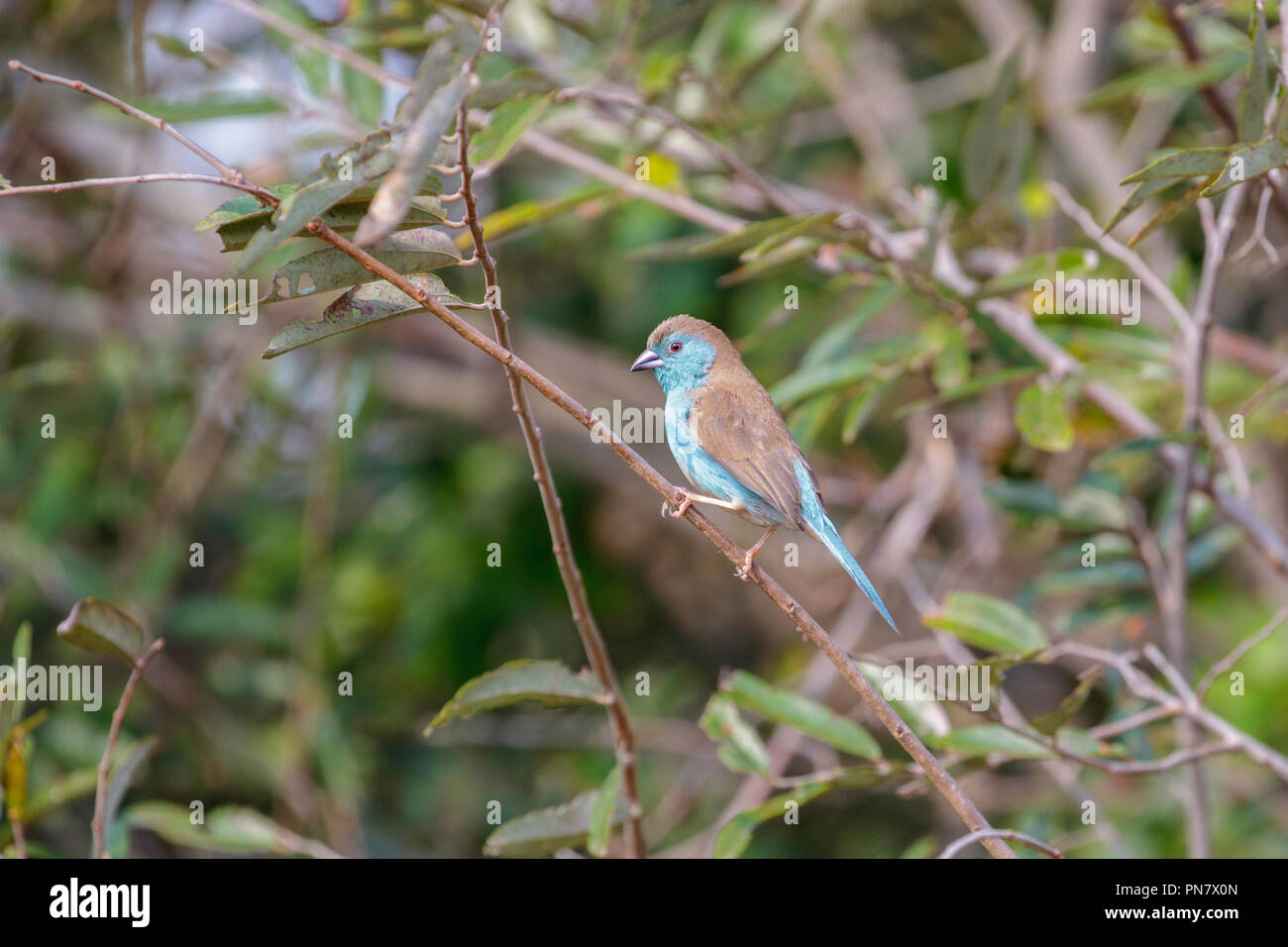 Blue Waxbill Uraeginthus angolensis Mkuze, Afrique du Sud 23 août 2018 Estrildidae Adultes Banque D'Images