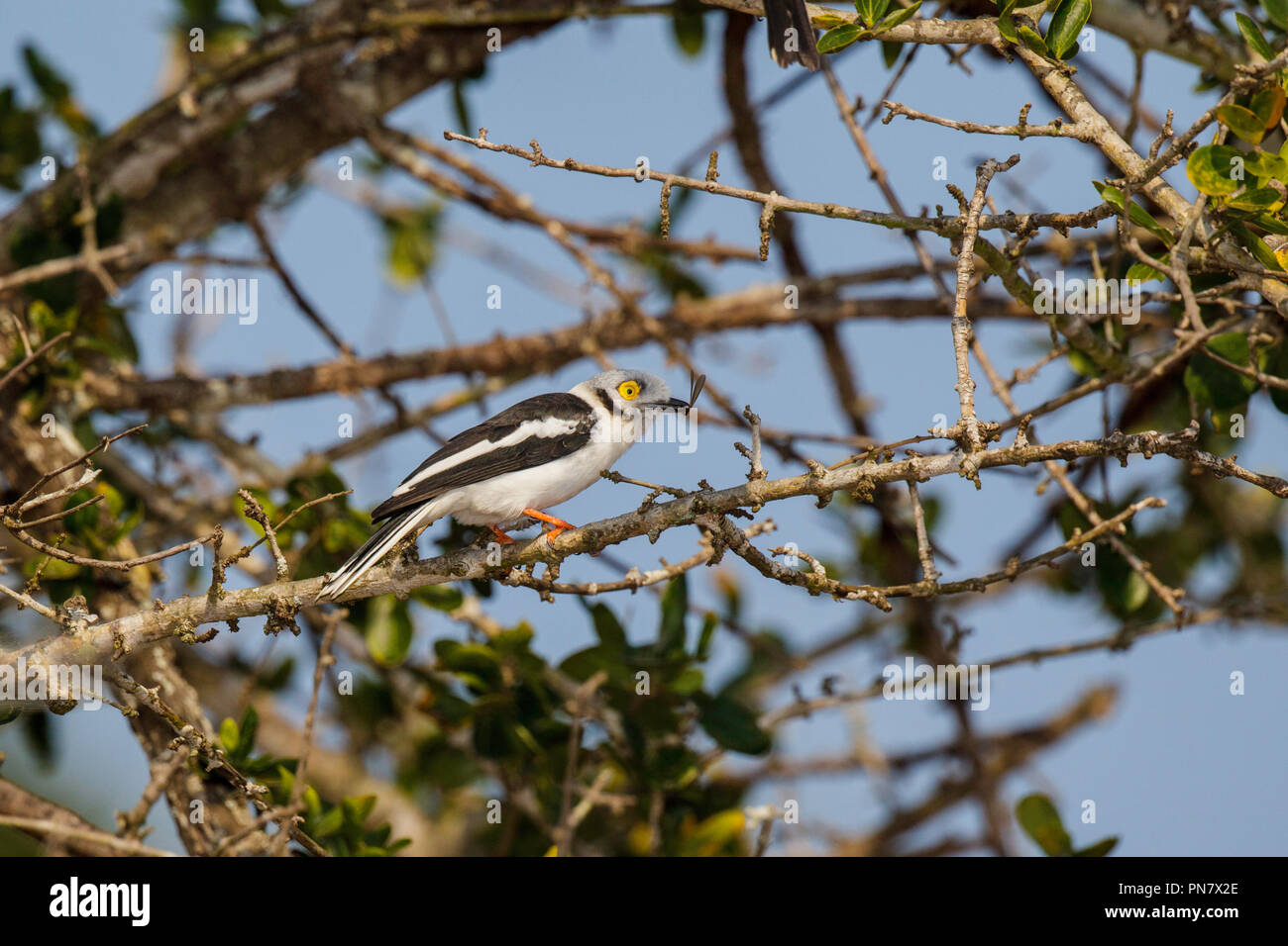 White-crested Helmetshrike Prionops plumatus Mkuze, Afrique du Sud 23 août 2018 Vangidea Adultes Banque D'Images