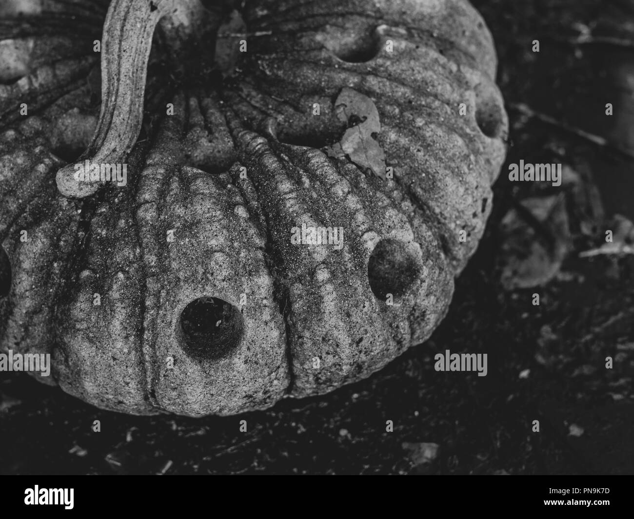 Close-up old grunge stone sur la citrouille et l'arrière-plan foncé sur noir et blanc style. Horreur Halloween concept. Banque D'Images