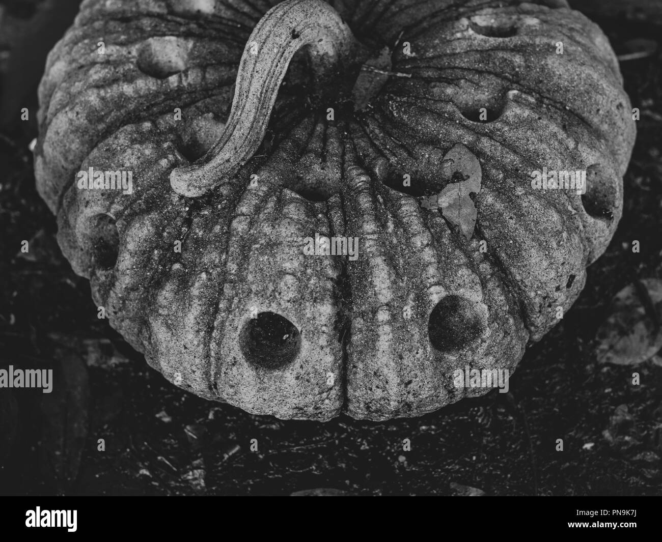 Old grunge stone sur la citrouille et l'arrière-plan foncé sur noir et blanc style. Horreur Halloween concept. Banque D'Images