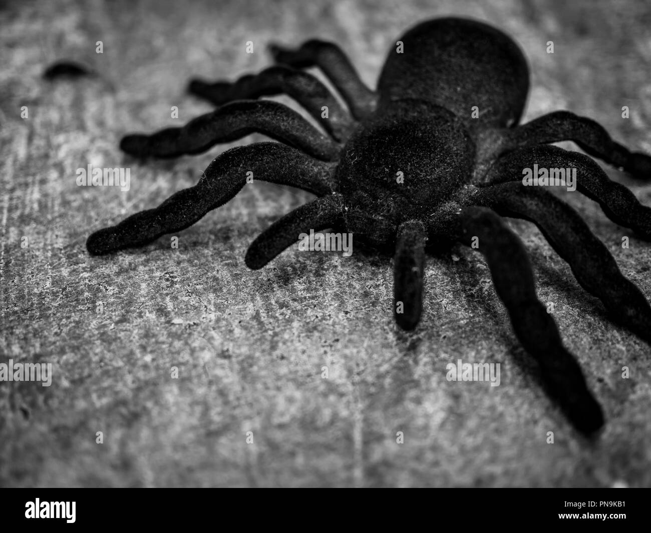 Tarantula araignée énorme noir sur sol en ciment, fond noir et blanc style. De mystérieux et d'horreur house concept. Banque D'Images