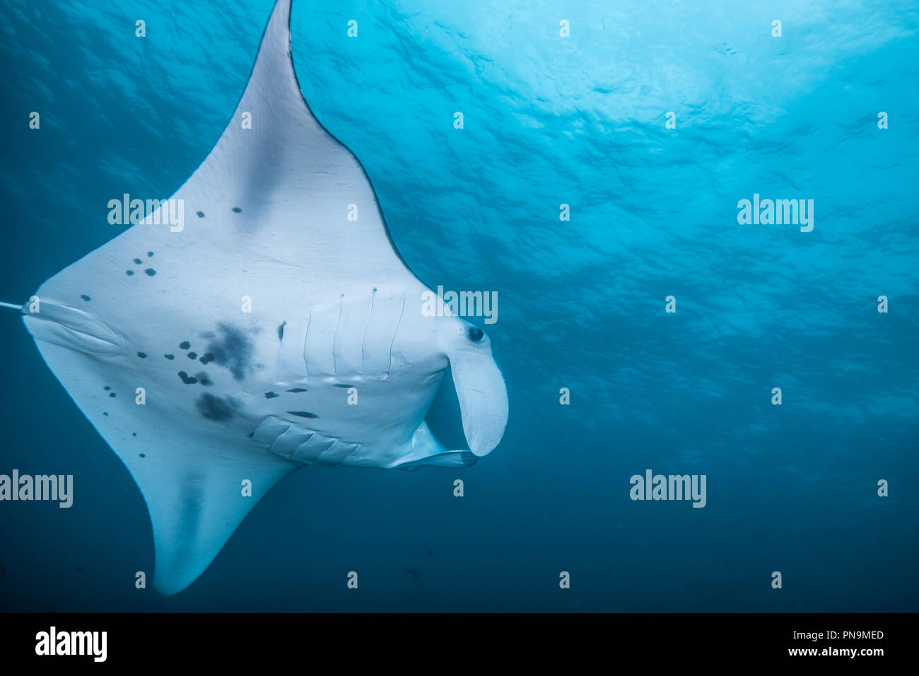 Manta Ray. nager dans l'océan bleu. L'île de Yap (États fédérés de Micronésie Banque D'Images