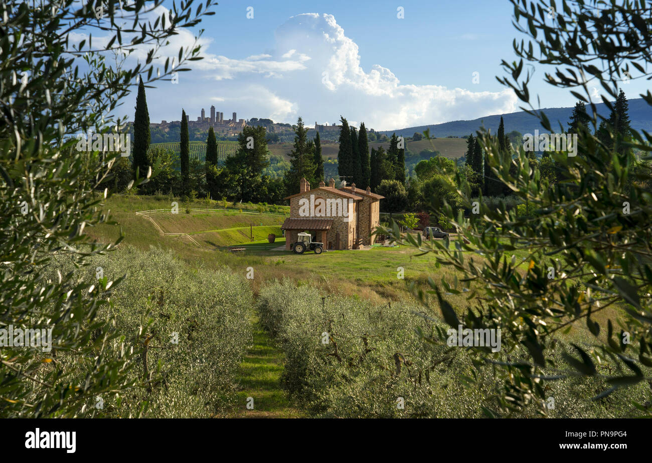 Campagne toscane vue sur oliveraie à ferme typique et San Gimignano en Toscane,Italie,distance,Europe Banque D'Images