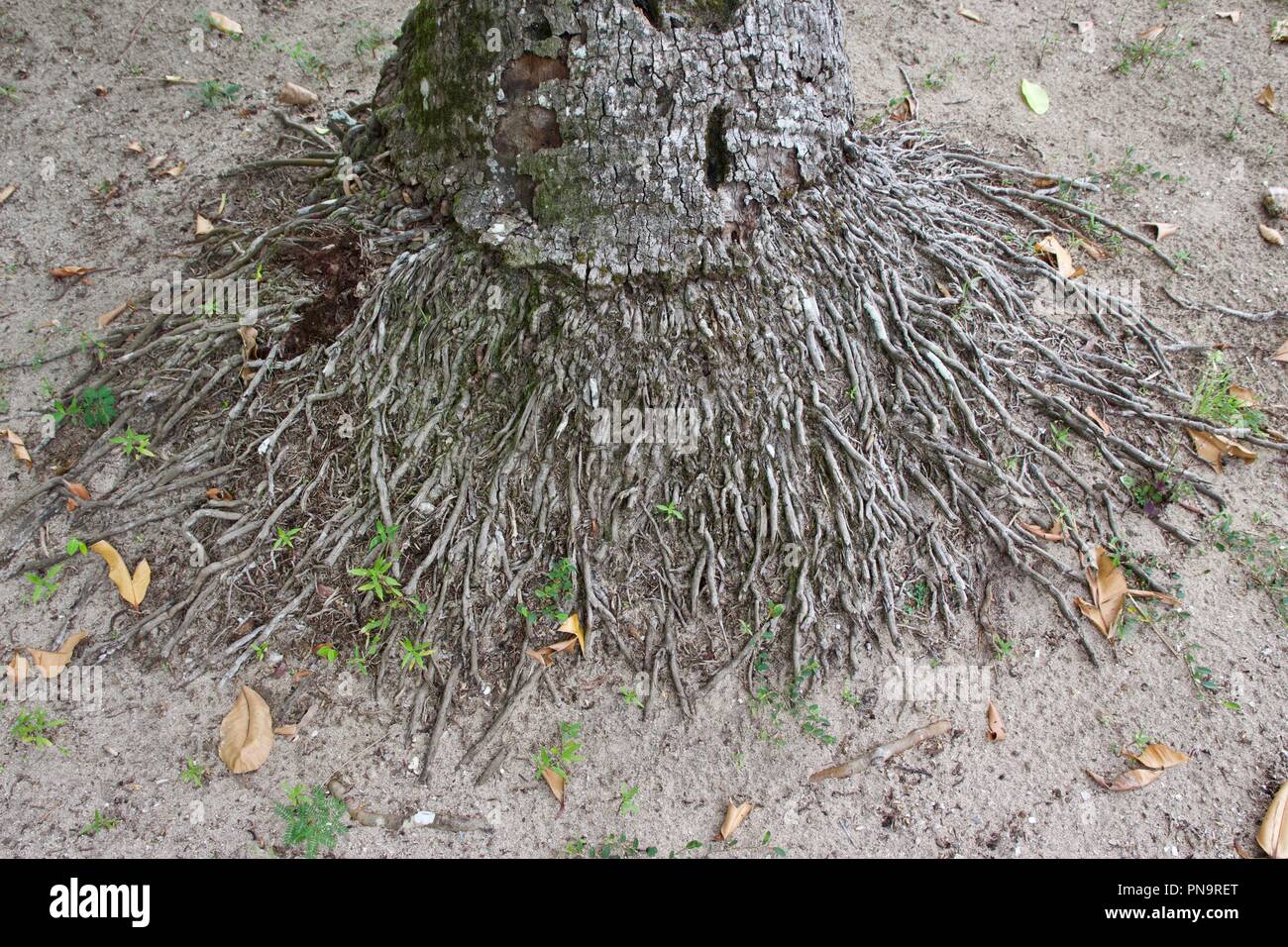 La base d'un cocotier arbre montrant le système racinaire Banque D'Images