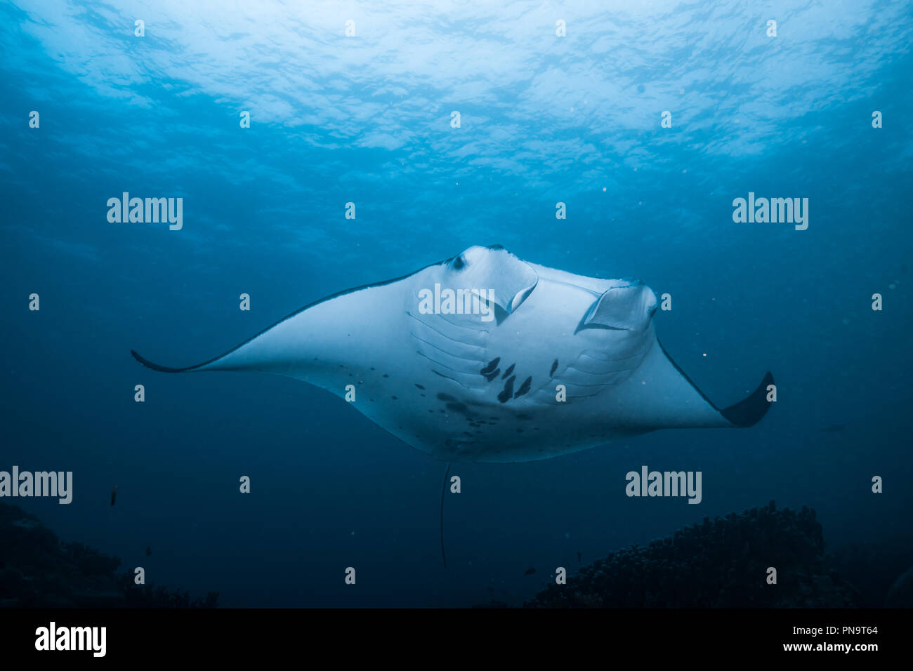 Manta Ray. nager dans l'océan bleu. L'île de Yap (États fédérés de Micronésie Banque D'Images