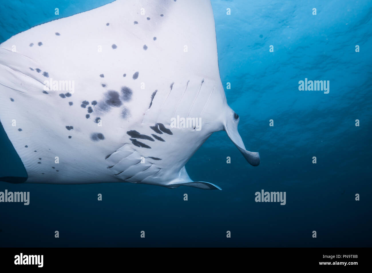 Manta Ray. nager dans l'océan bleu. L'île de Yap (États fédérés de Micronésie Banque D'Images