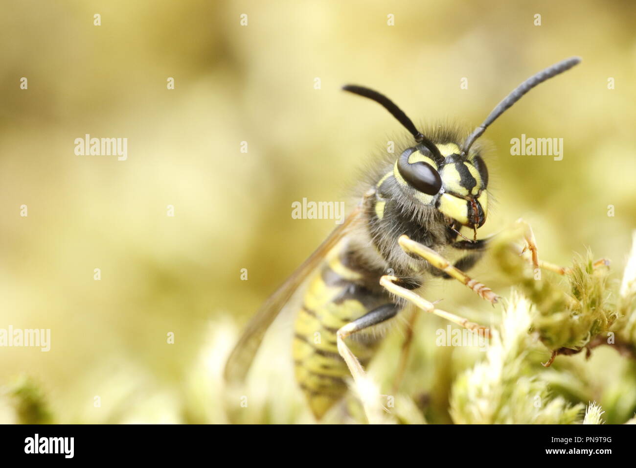 Macro close up Wasp Banque D'Images