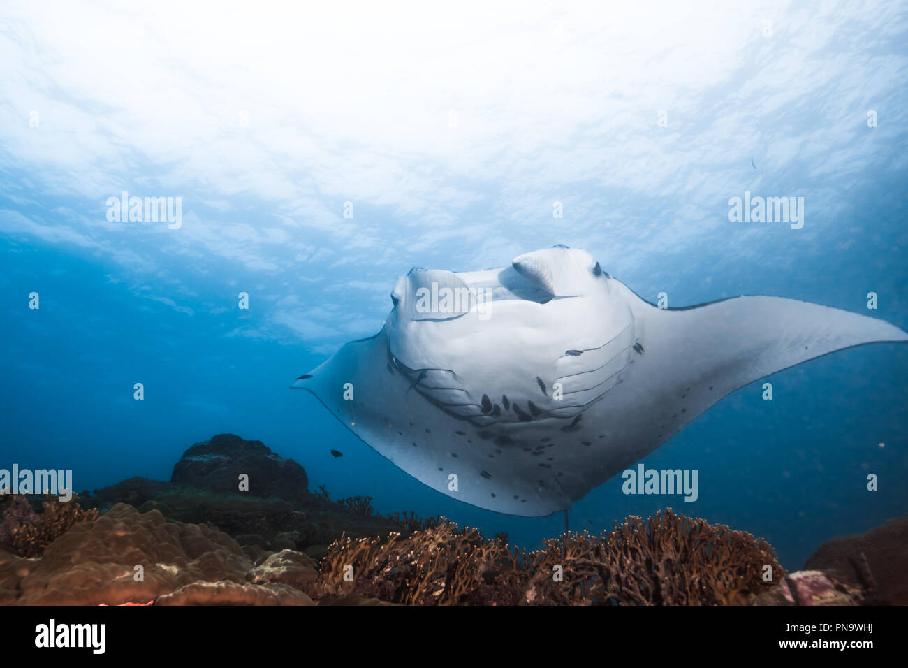 Manta Ray. nager dans l'océan bleu. L'île de Yap (États fédérés de Micronésie Banque D'Images