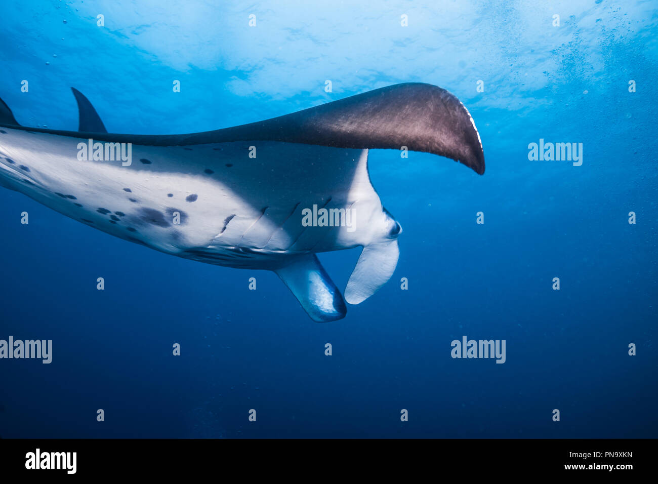 Manta Ray. nager dans l'océan bleu. L'île de Yap (États fédérés de Micronésie Banque D'Images