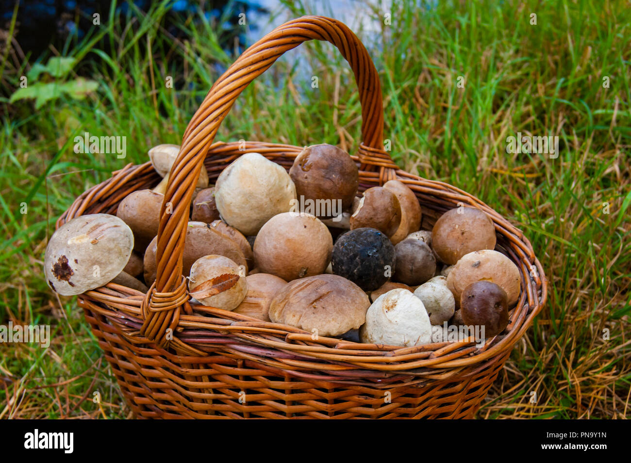 Panier plein avec des champignons comestibles sont dans l'herbe dans le fond d'un étang en forêt. Banque D'Images