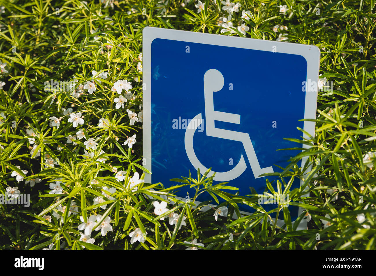 UK stationnement pour handicapés signer dans une haie de fleurs Banque D'Images