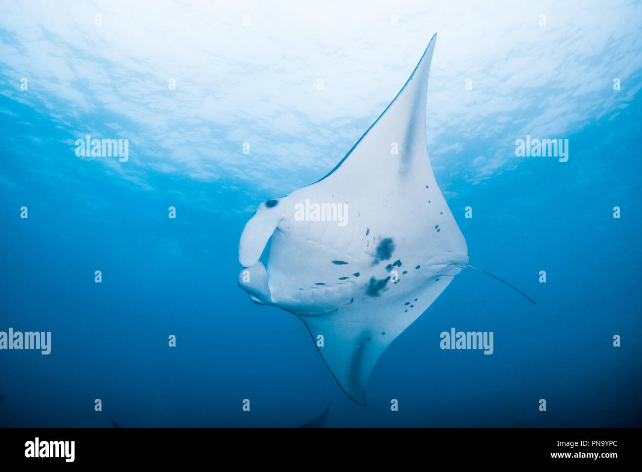 Manta Ray. nager dans l'océan bleu. L'île de Yap (États fédérés de Micronésie Banque D'Images