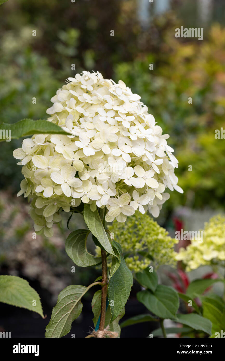 Close up of Hydrangea paniculata Limelight floraison dans un jardin anglais Banque D'Images