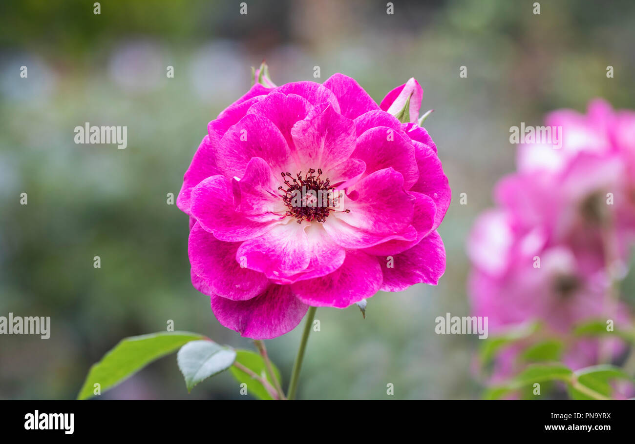 Gros plan sur Rosa brillante Iceberg rose - rose floribunda rose, Royaume-Uni Banque D'Images
