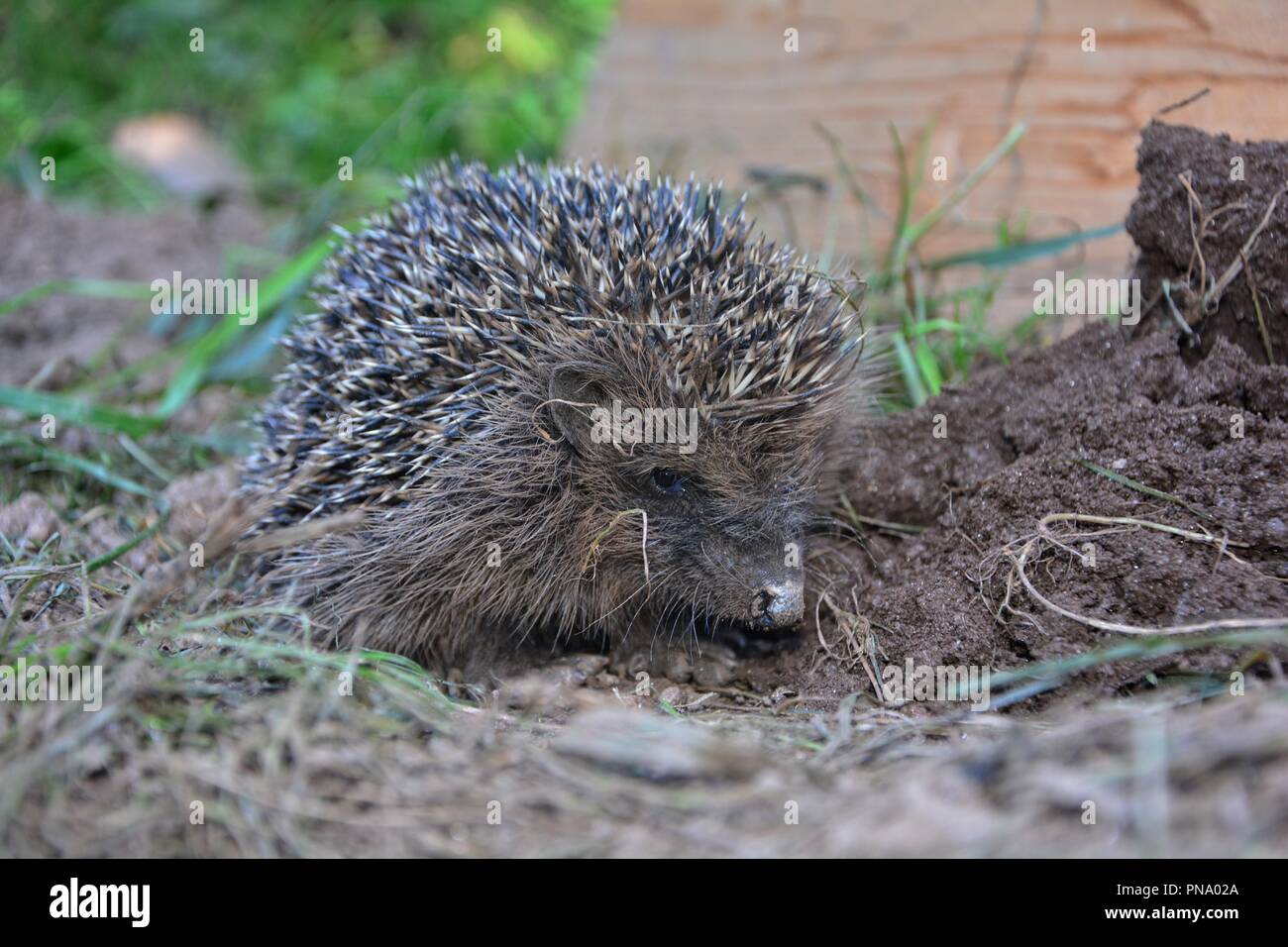Hedgehog dans le jardin sur la terre Banque D'Images