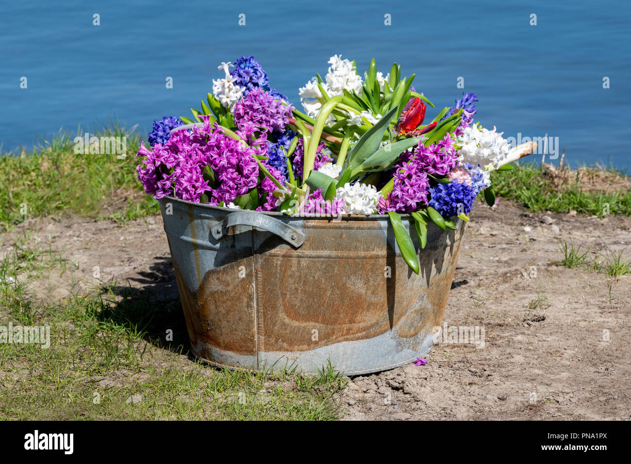 Lake Oosterduinse , Noordwijkerhout, Pays-Bas, avril,06 2018 - Fleur étrange, compensatoires s'affiche. Banque D'Images