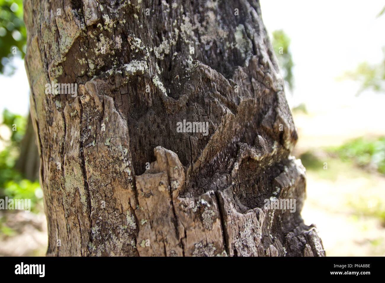 Libre de l'écorce des arbres qui a un rythme irrégulier en raison d'une détérioration, altération, étant rongé Banque D'Images