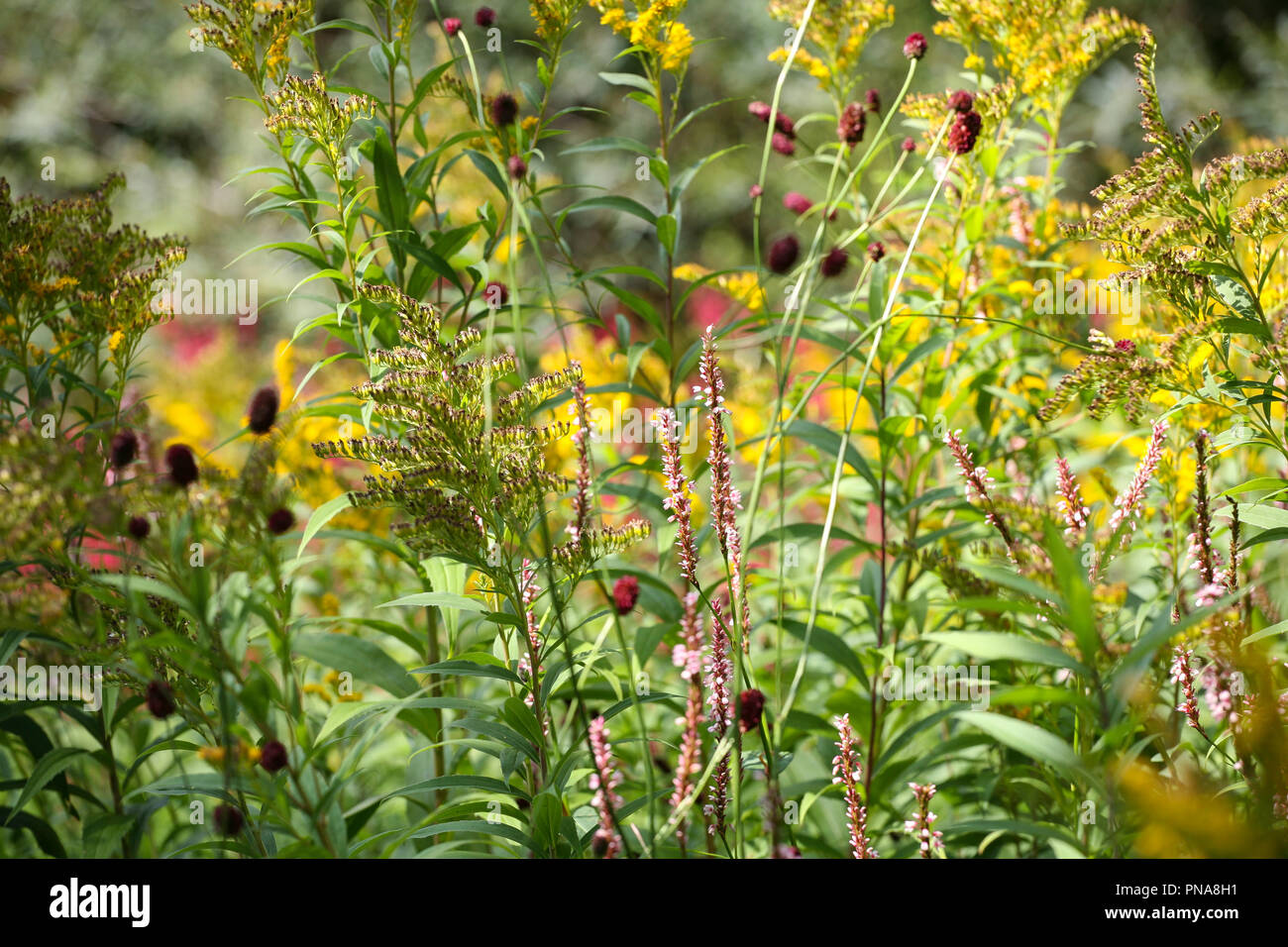 Persicaria amplexicaulis 'rosea' (bistri rouge), Sanguisorba officinalis 'Red Thunder' (grand burnett), Solidago (goldenrod) combinaison de plantation Banque D'Images