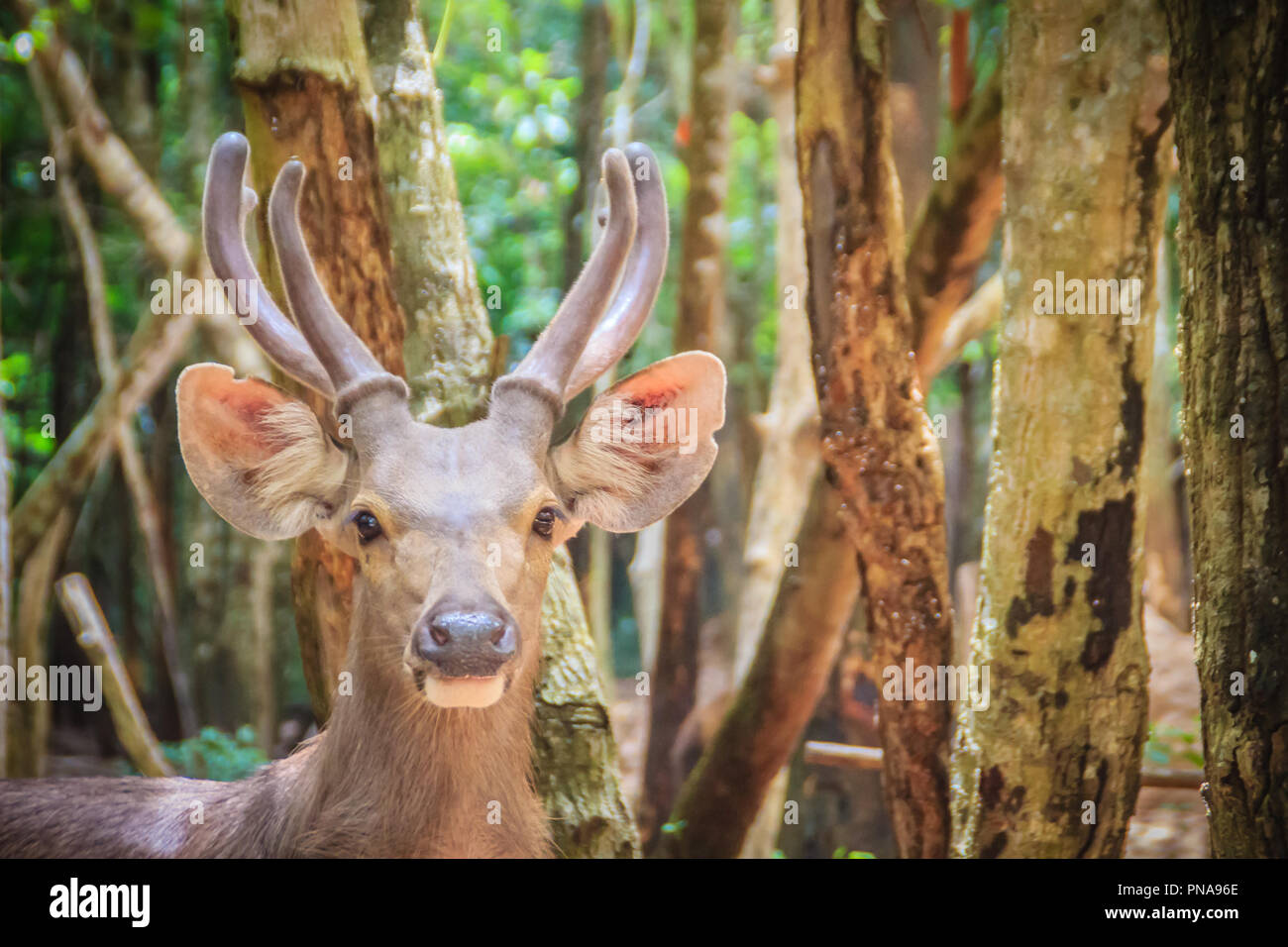 Cute Barasingha (Cervus duvauceli), aussi appelé cerf des marais, gracieux chevreuil, appartenant à la famille des cervidés (ordre des Artiodactyles) Banque D'Images