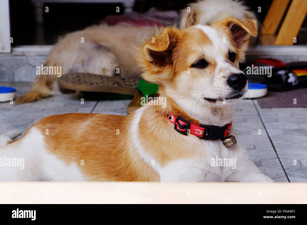Petit mignon petit chien beagle puppy dog looking up Banque D'Images