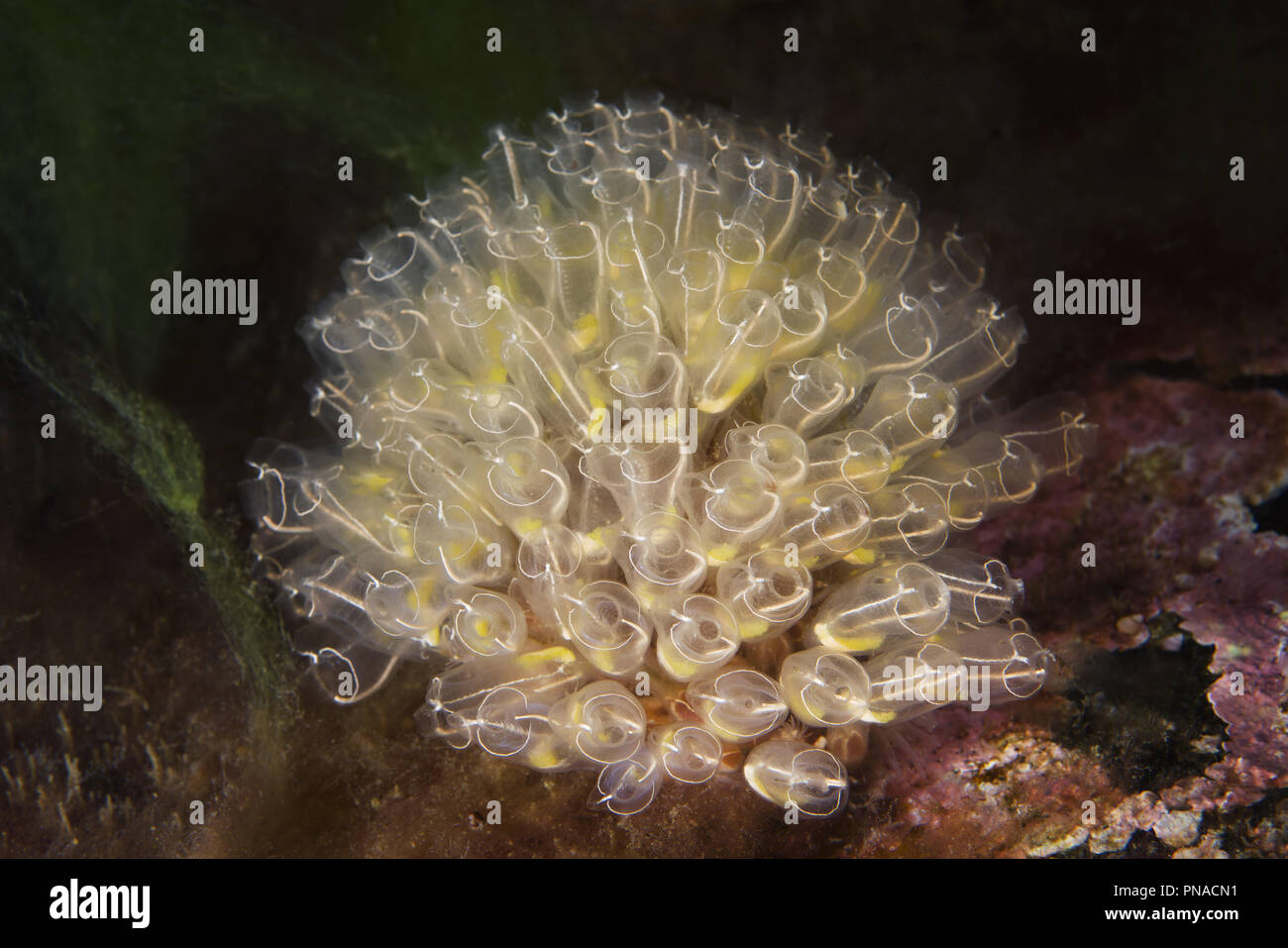 Colonie de Lightbulb sea squirt (Clavelina lepadiformis) Banque D'Images