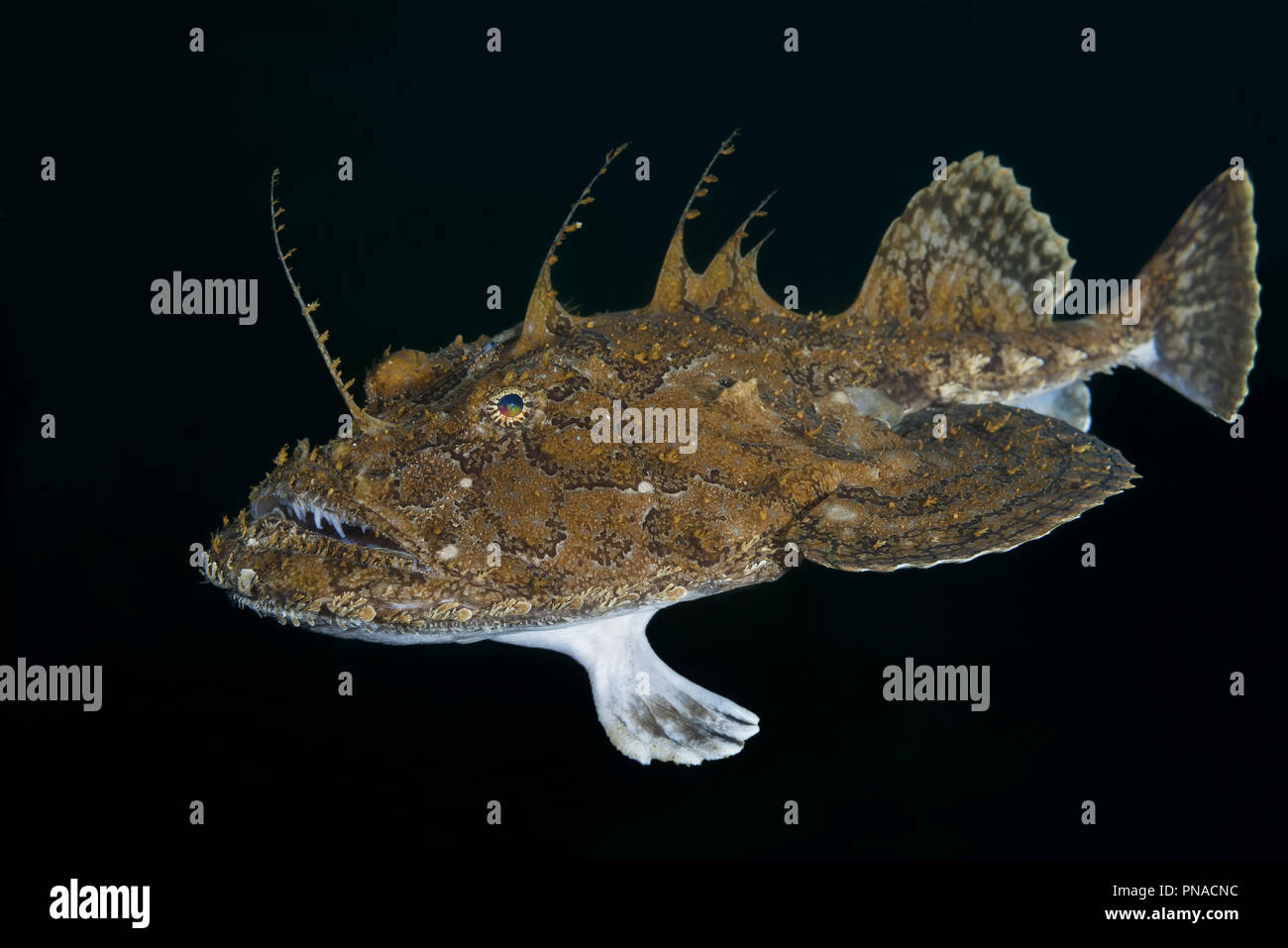 La lotte ou baudroie (Lophius piscatorius) nager dans la nuit Banque D'Images