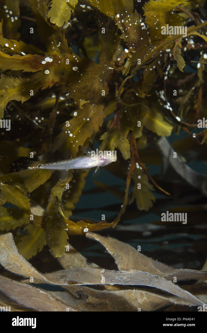 Gobie à deux points (Gobiusculus flavescens) près de crémaillère (algues Fucus serratus) Banque D'Images