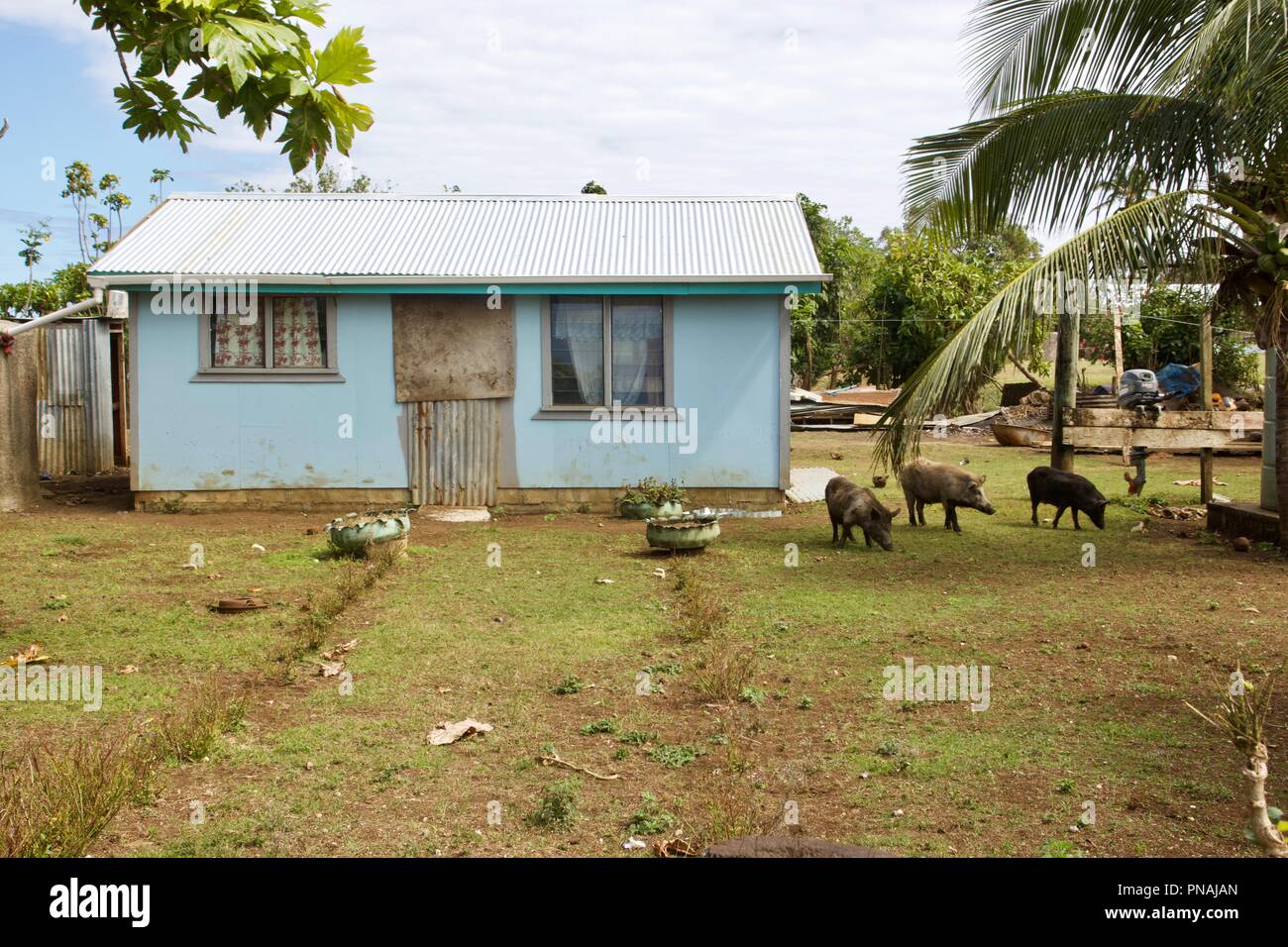 Un Tongan chambre à l'intérieur d'un village qui a les porcs à l'extérieur. Les porcs sont un symbole de richesse ou de statut et sont autorisés à se déplacer librement. Banque D'Images
