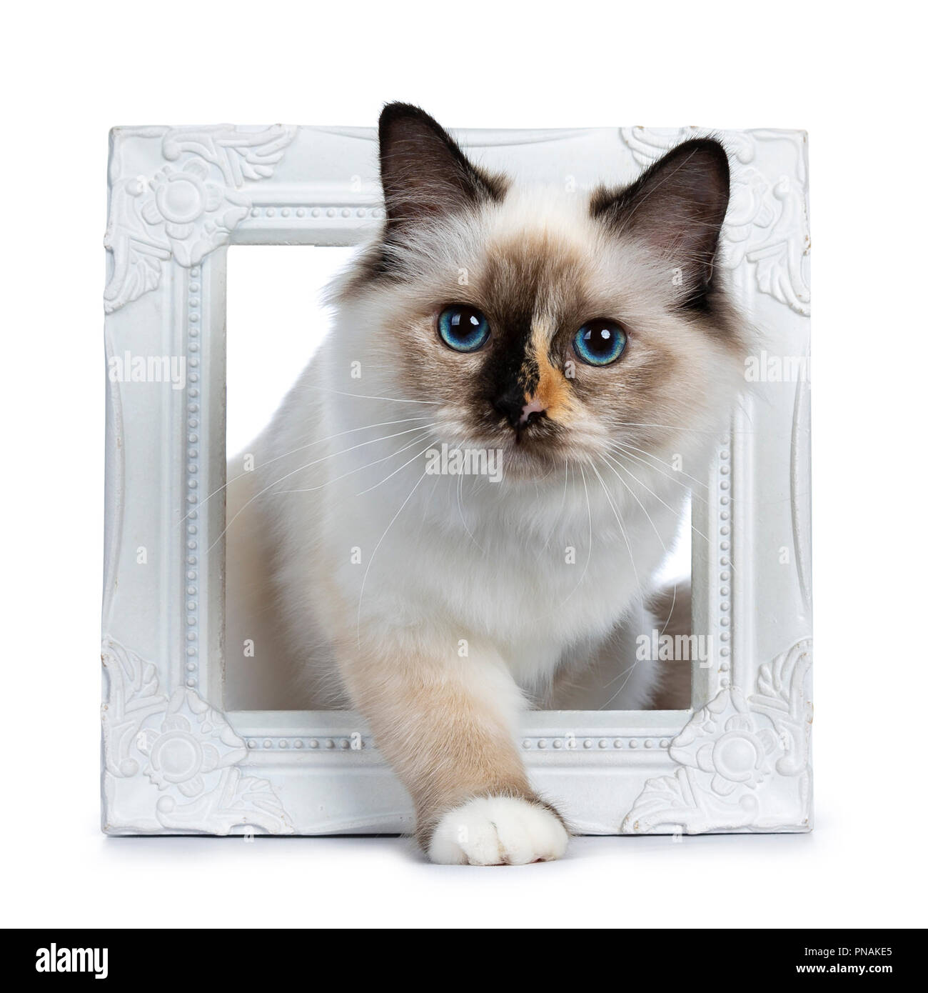 Sacré de Birmanie tortie espiègle chaton chat debout / marche à travers cadre photo Blanc, à la lentille à isolé sur fond blanc Banque D'Images