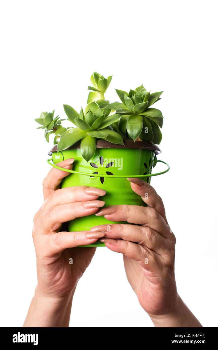 Les mains tenant un houseleek isolés de plantes Banque D'Images