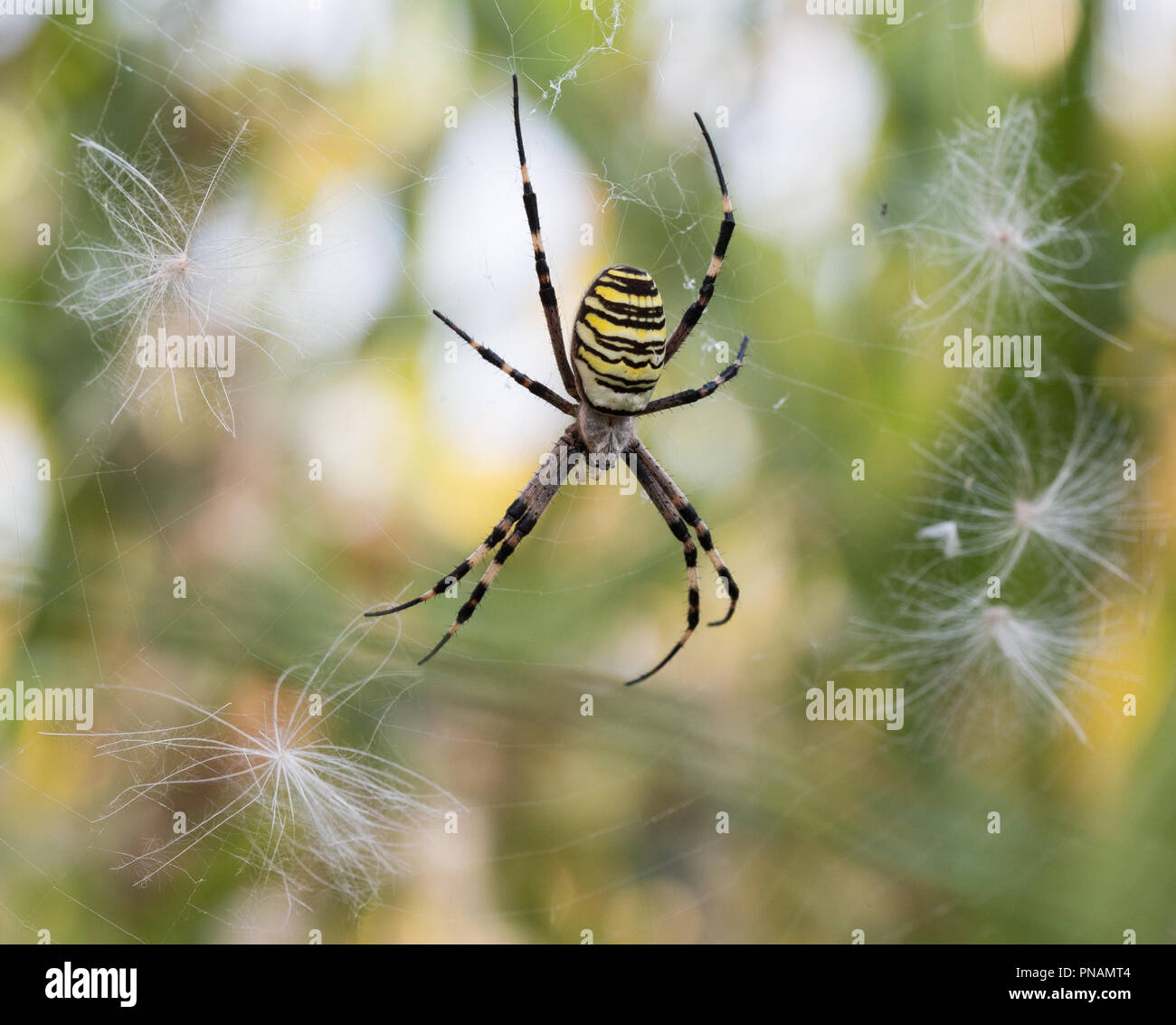 Spider Argiope bruennichi - Wasp, photographié en Serbie. Banque D'Images