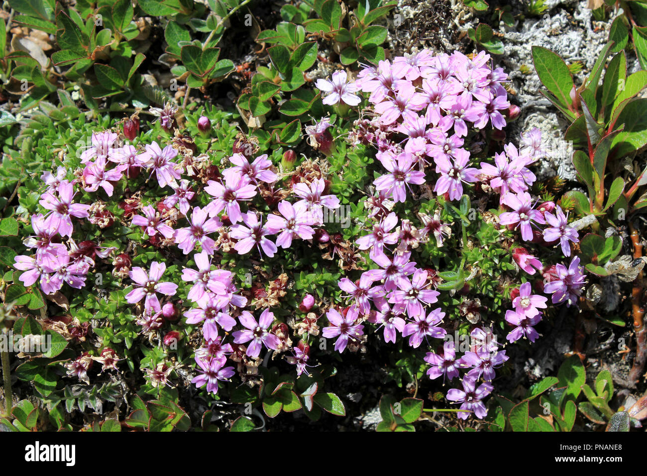 Le silène acaule Silene acualis Banque D'Images