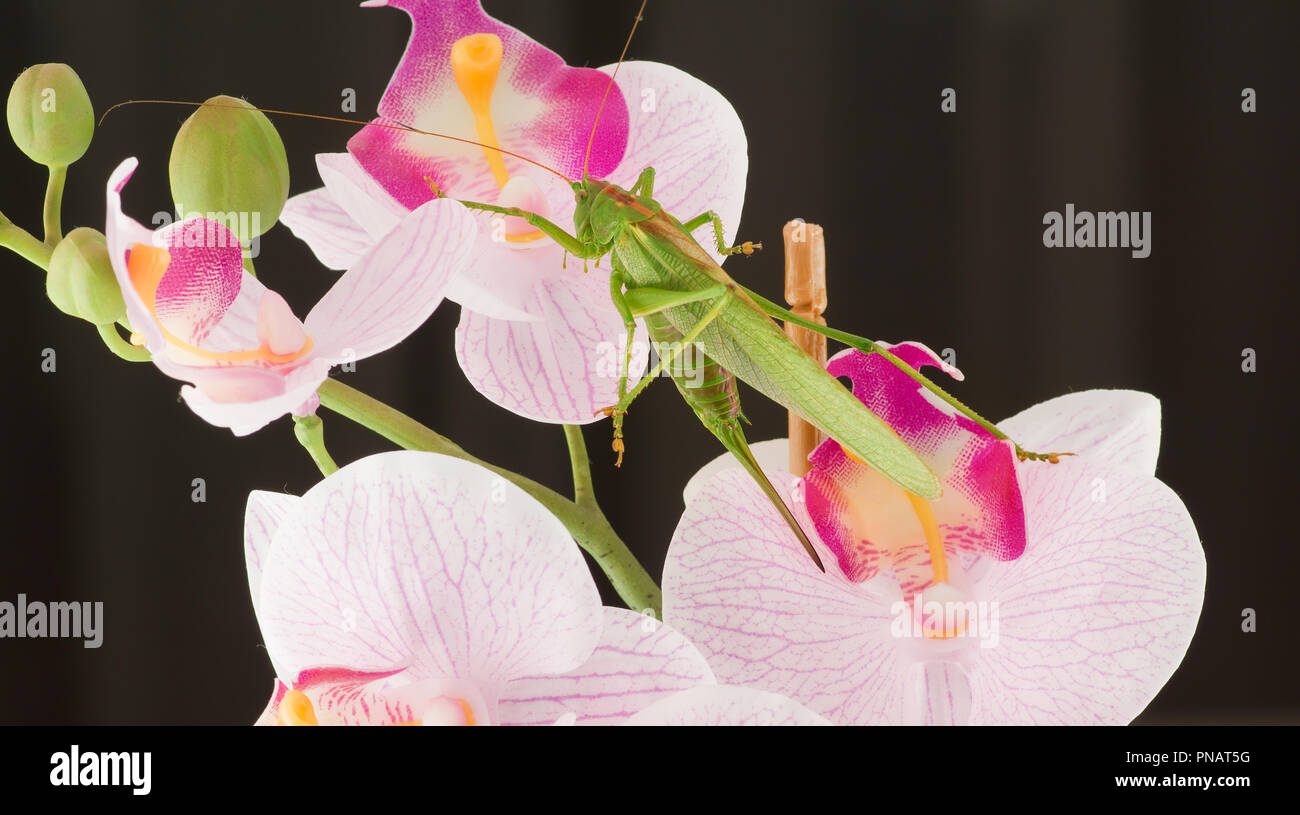 Grande sauterelle verte se cache dans le jardin de fleurs Banque D'Images