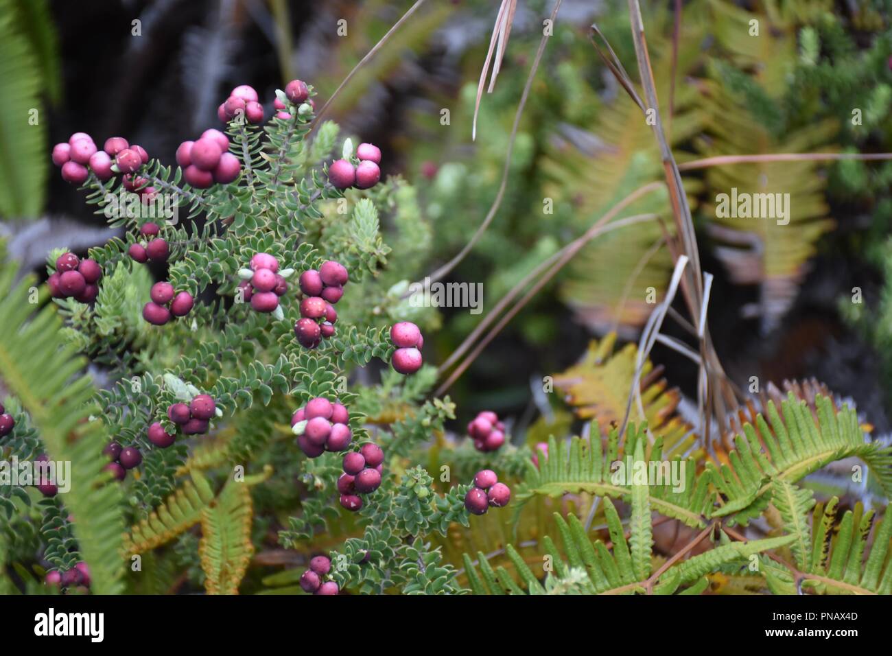 Pukiawe Banque D'Images