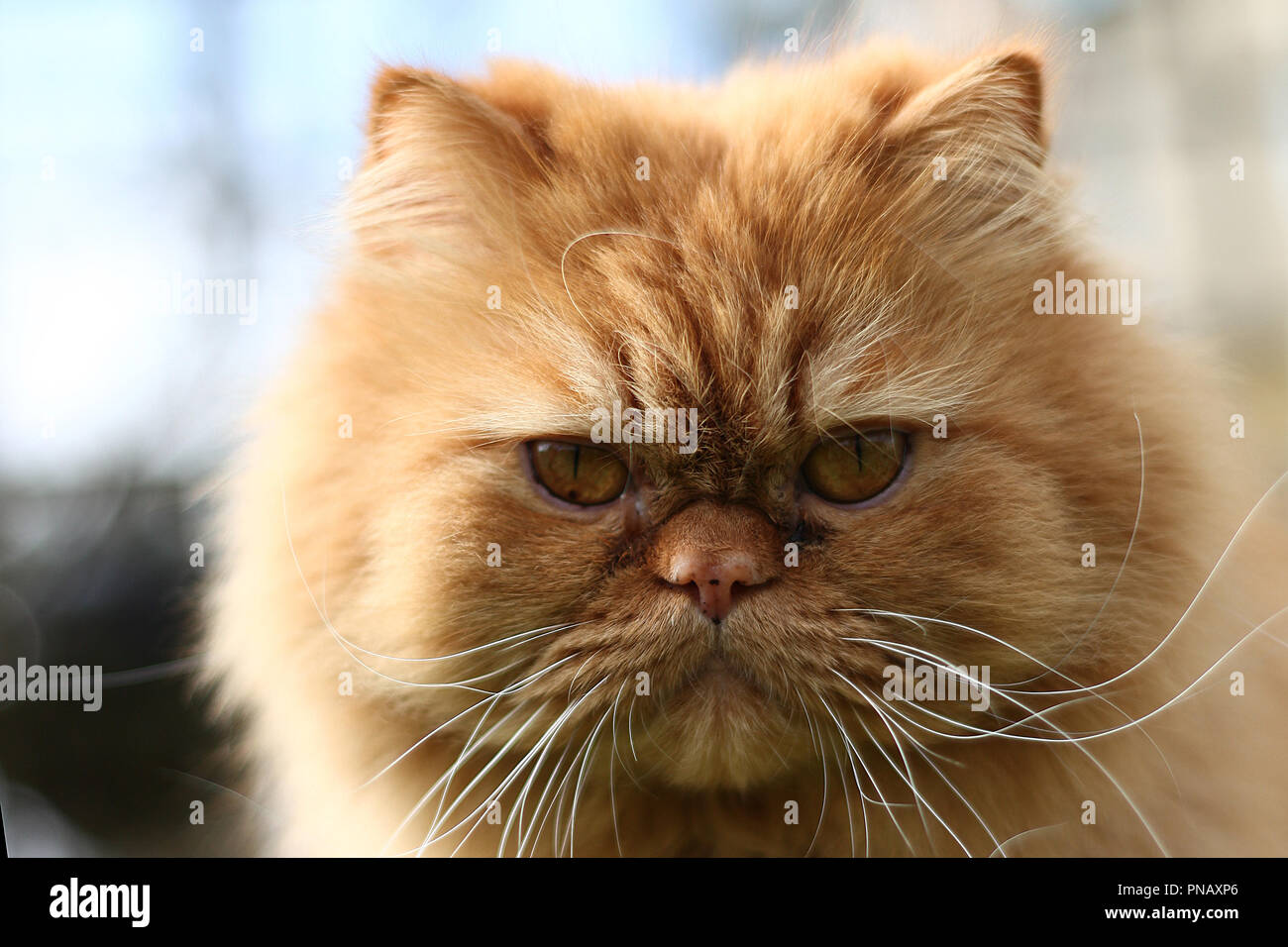 Le Chat Persan Est L Un Des Plus Anciens Et Des Plus Populaires Chats De Race Photo Stock Alamy