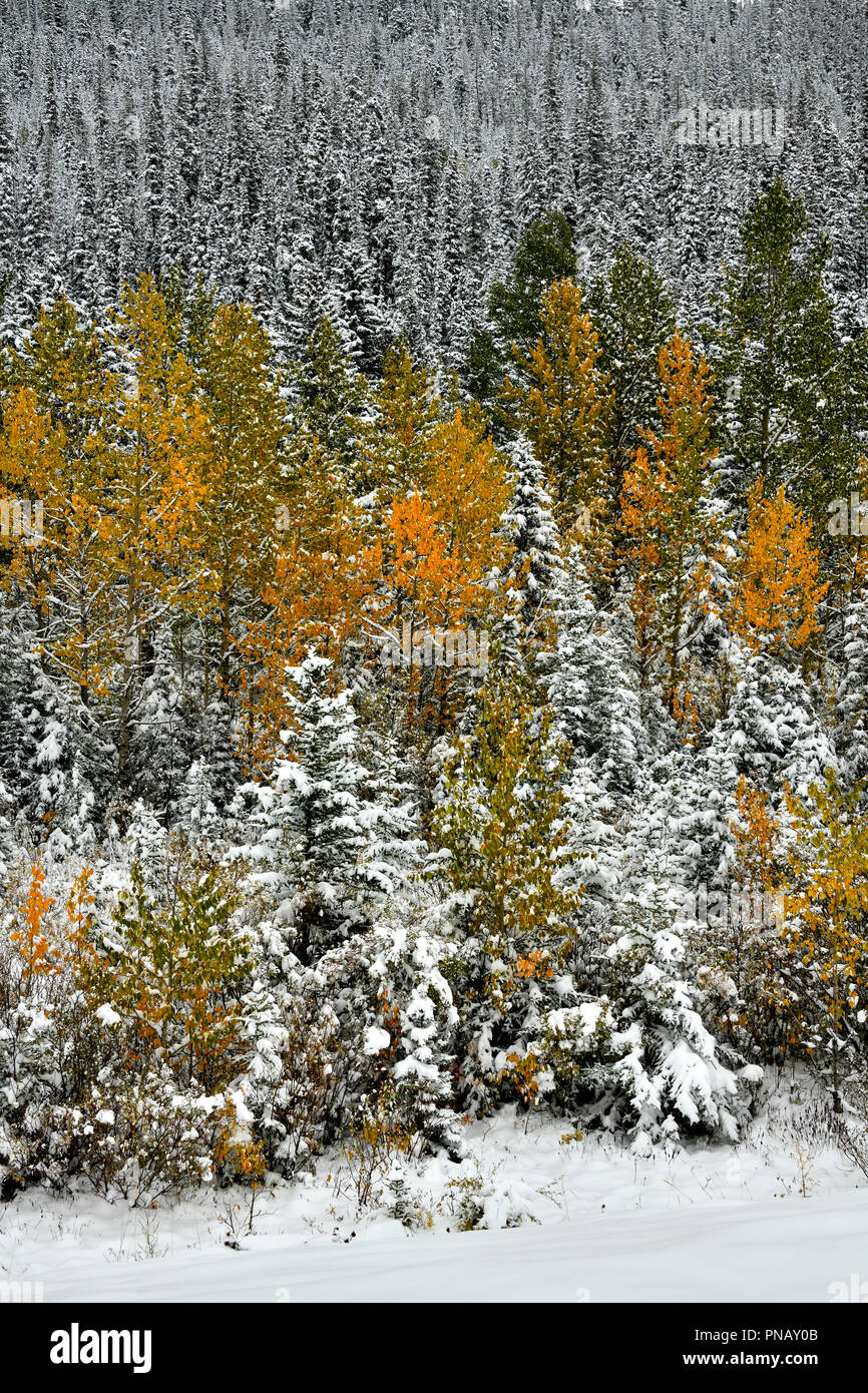 Une nature verticale image paysage de végétation colorée avec une chute de neige au début de l'automne dans les régions rurales de l'Alberta au Canada. Banque D'Images