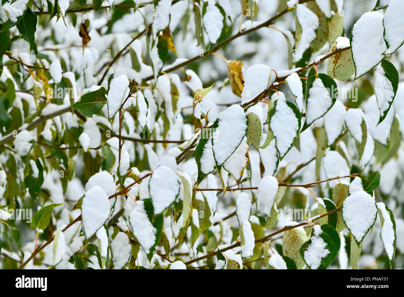 Un caractère horizontal image de la première chute de neige de septembre sur les feuilles colorées de couleur tournant sur un arbre à feuilles caduques dans les régions rurales de l'Alberta au Canada. Banque D'Images