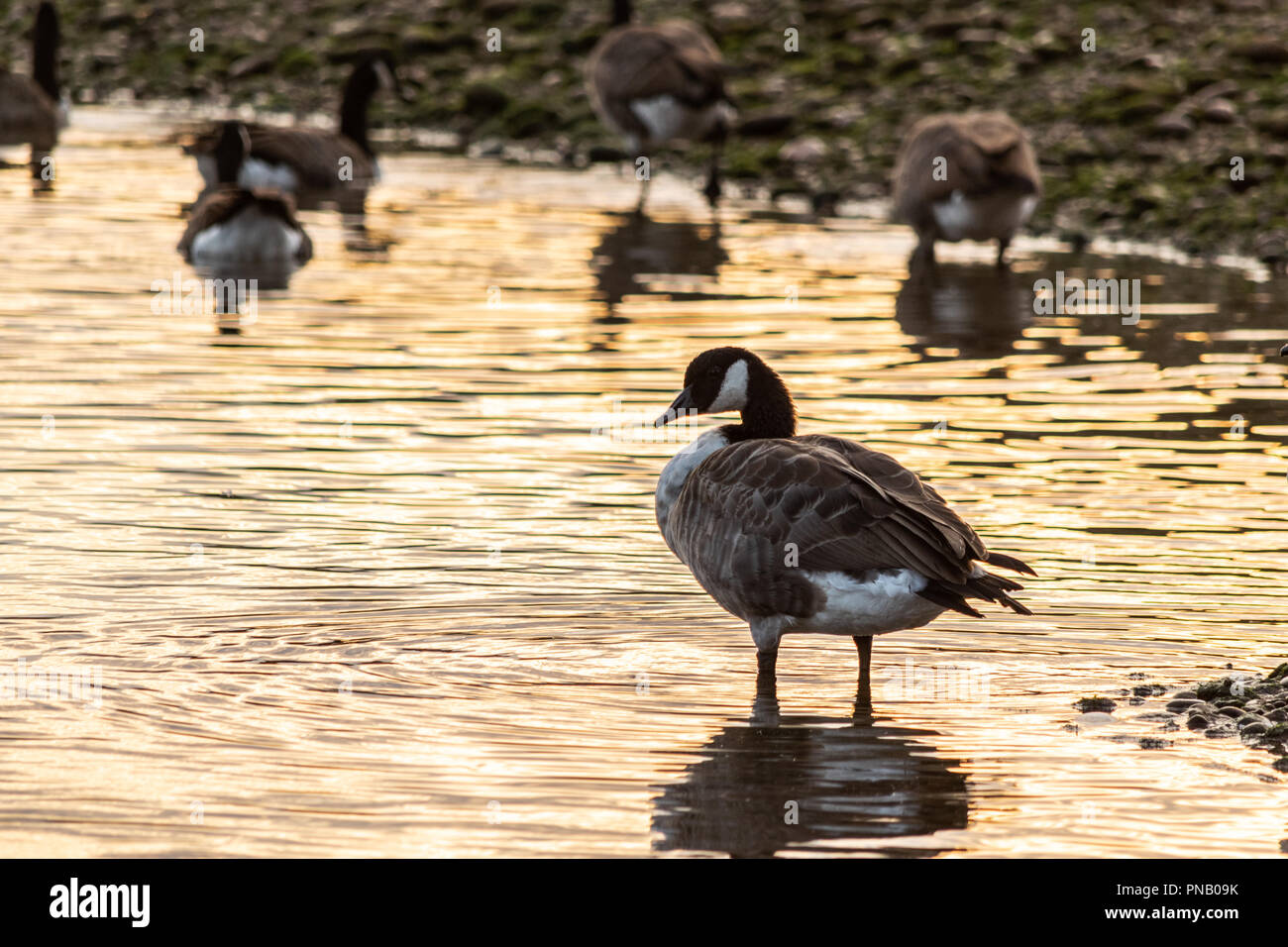La bernache du Canada (Branta canadensis) dans l'est du Devon, Angleterre du Sud-Ouest, Royaume-Uni. Banque D'Images