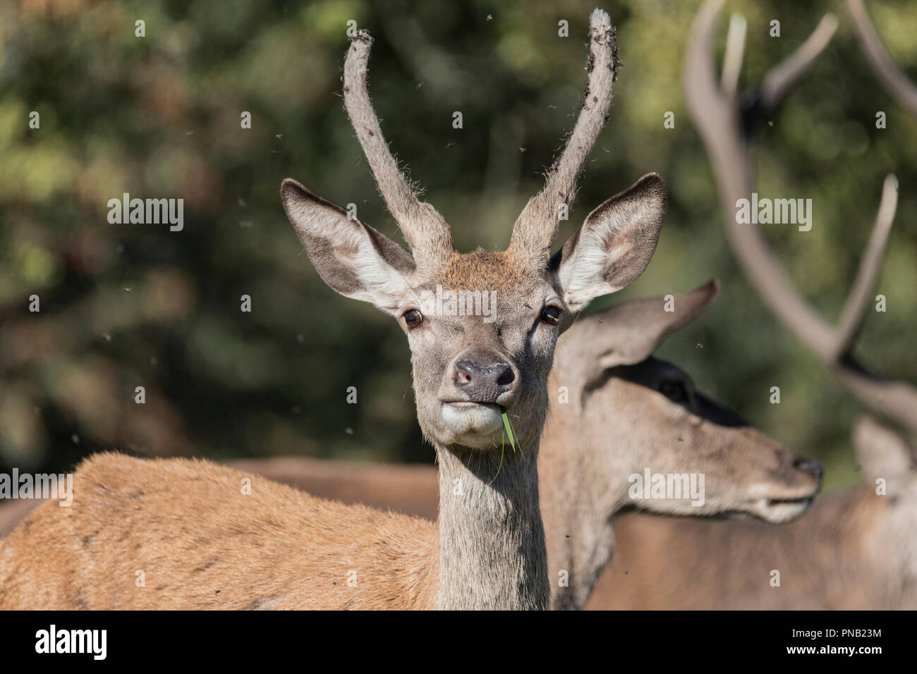 Jeune mâle Red Deer (Cervus elaphus) toujours avec ses cornes sur velours Banque D'Images