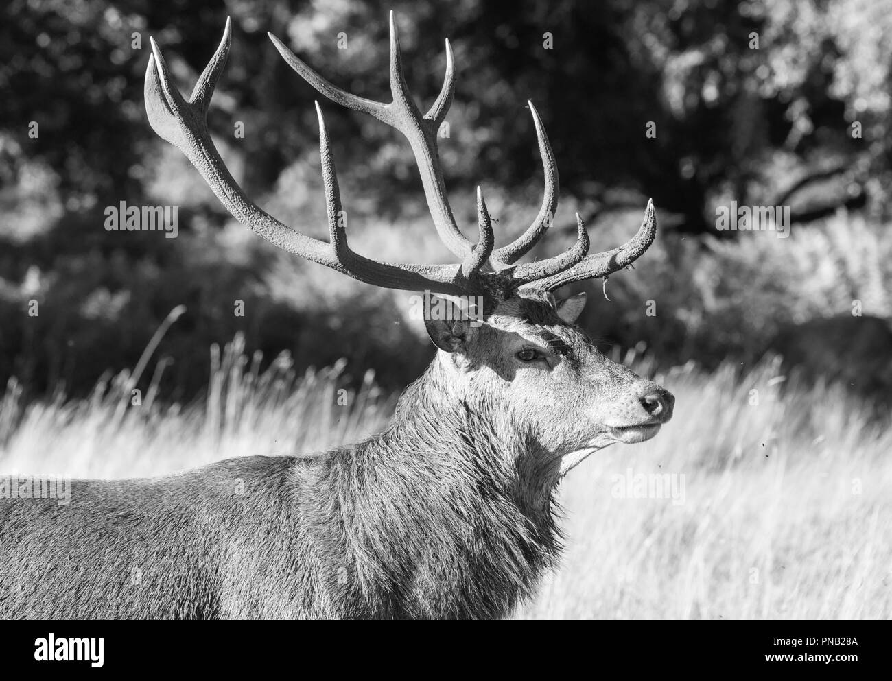 Un repos Red Deer (Cervus elaphus) stag Banque D'Images